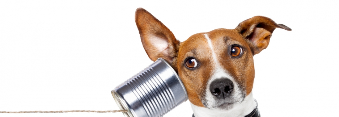 Pick up the old dog and bone and give us a call.  You know you need to